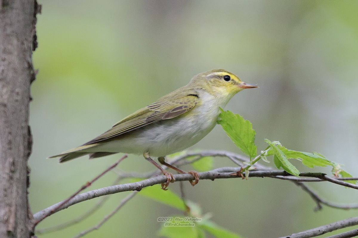 iNaturalist.org. А. Яковлев, Чебоксары Чувашия, май 2023