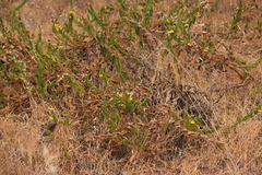 Goodenia amplexans