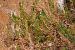 Goodenia amplexans