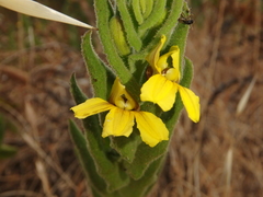 Goodenia amplexans