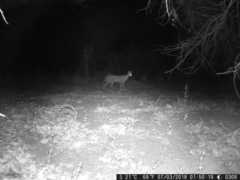 Leptailurus serval constantina