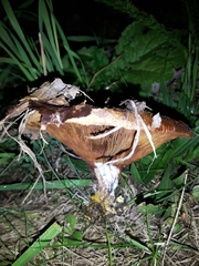 Paxillus involutus image