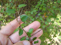 Muehlenbeckia australis × complexa