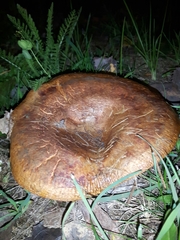 Paxillus involutus image