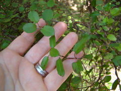 Muehlenbeckia australis × complexa