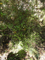 Muehlenbeckia australis × complexa