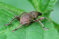 Metapocyrtus adspersus