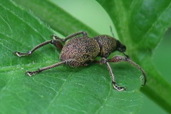 Metapocyrtus adspersus