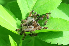 Meranoplus bicolor