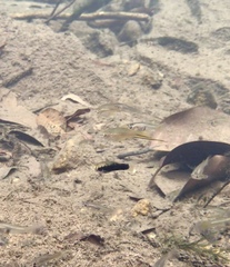 Xiphophorus hellerii