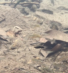 Xiphophorus hellerii