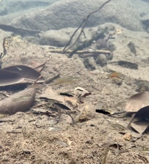 Xiphophorus hellerii