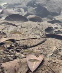 Xiphophorus hellerii