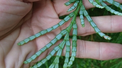 Calocedrus macrolepis