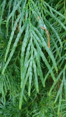 Calocedrus macrolepis