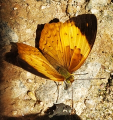 Cupha erymanthis maja