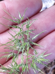 Poa bulbosa image