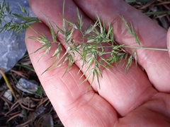 Poa bulbosa image