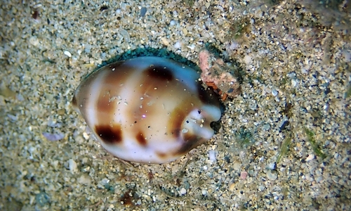 Cypraea tessellata observed 2023-03-04