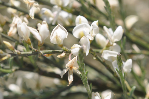 white Spanish broom