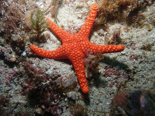Nectria saoria