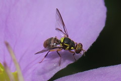 Dacinae