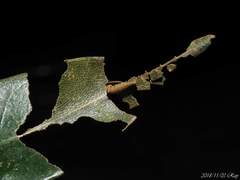 Neptis noyala ikedai