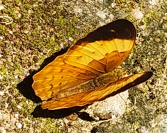 Cupha erymanthis maja