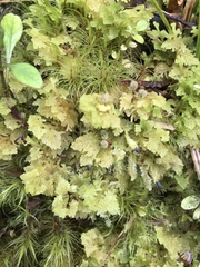 Trichocolea mollissima