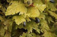 Trichocolea mollissima