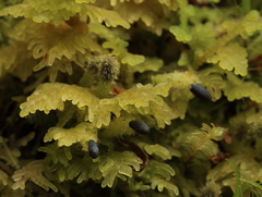 Trichocolea mollissima