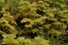 Trichocolea mollissima