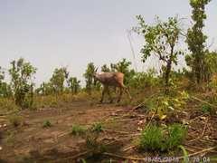 Alcelaphus buselaphus major