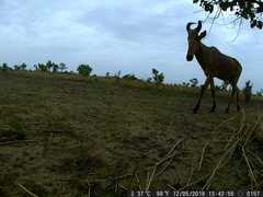 Alcelaphus buselaphus major