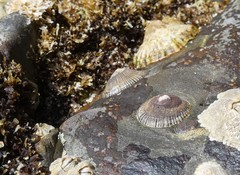 Siphonaria funiculata