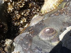 Siphonaria funiculata