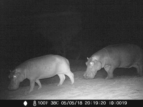 Common Hippopotamus