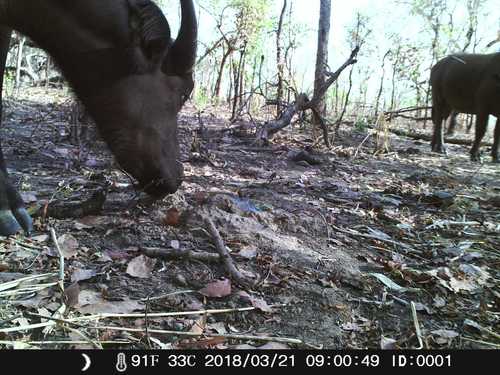 Sudanese Buffalo