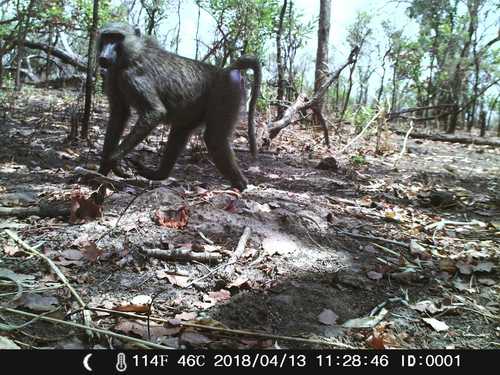 Olive Baboon