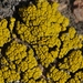 Sagebrush Goldspeck Lichen - Photo (c) James Bailey, some rights reserved (CC BY-NC), uploaded by James Bailey