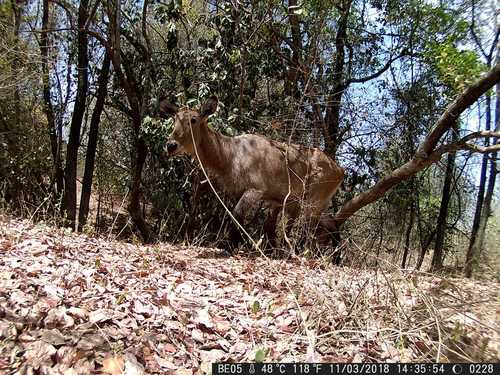 Defassa Waterbuck