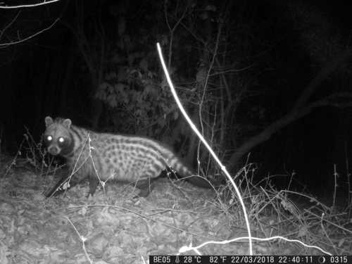 West African Civet