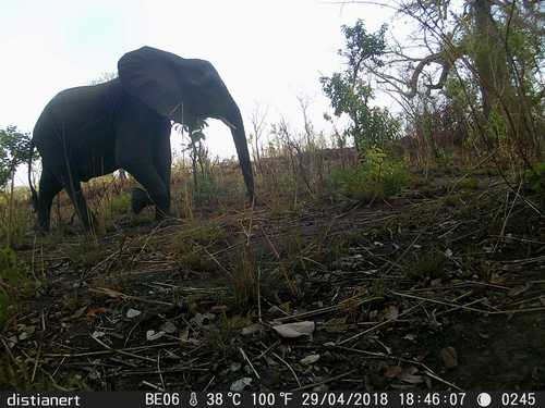African Elephants
