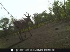 Alcelaphus buselaphus major