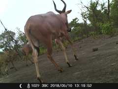 Alcelaphus buselaphus major