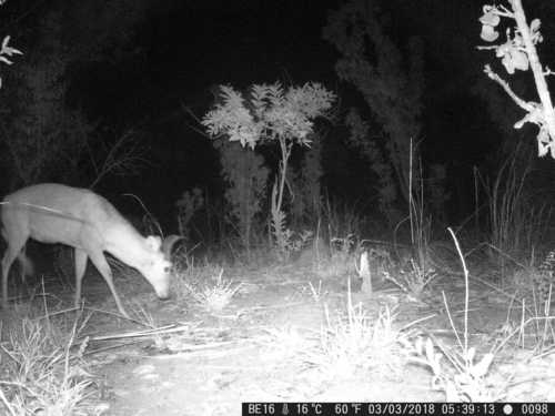 Bohor Reedbuck