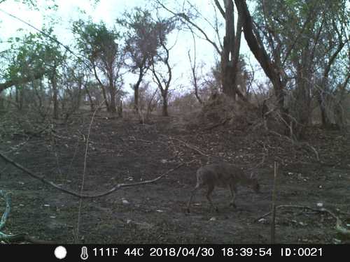 Bush Duiker