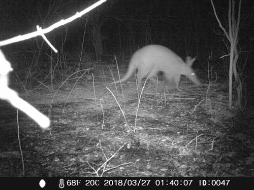 Aardvark