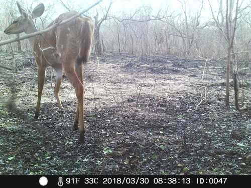 Northern Bushbuck