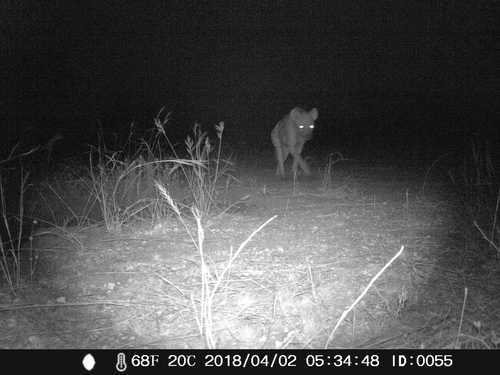 Spotted Hyena